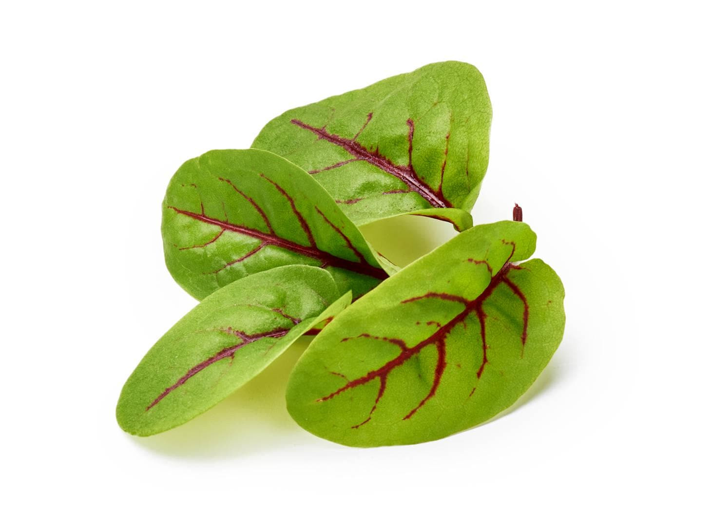 Red Veined Sorrel Seeds, Colorful Salad Greens, Fast Shipping, Tracking Included