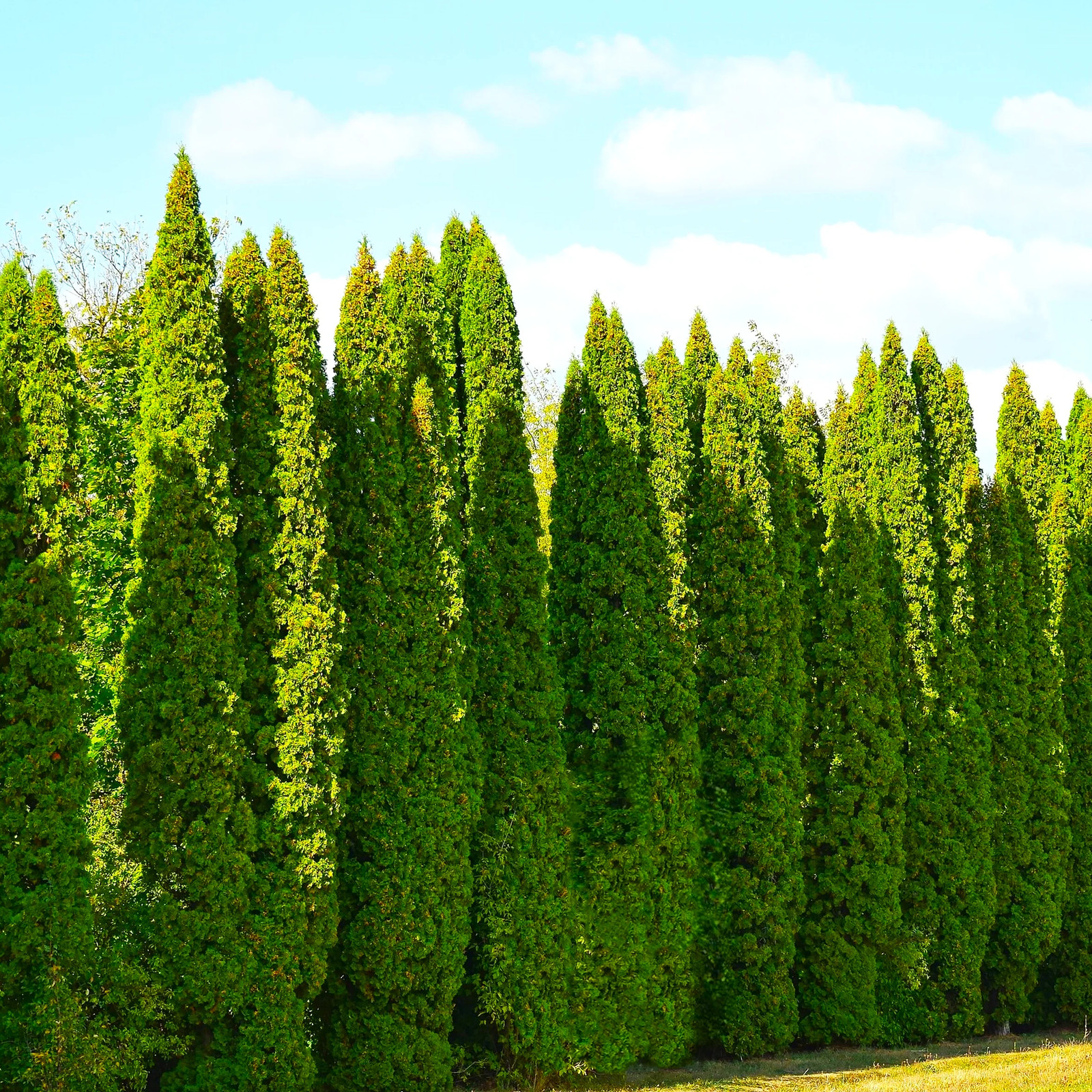 American Arborvitae (White Cedar) Seeds – For 2026 Planting Thuja Occidentalis