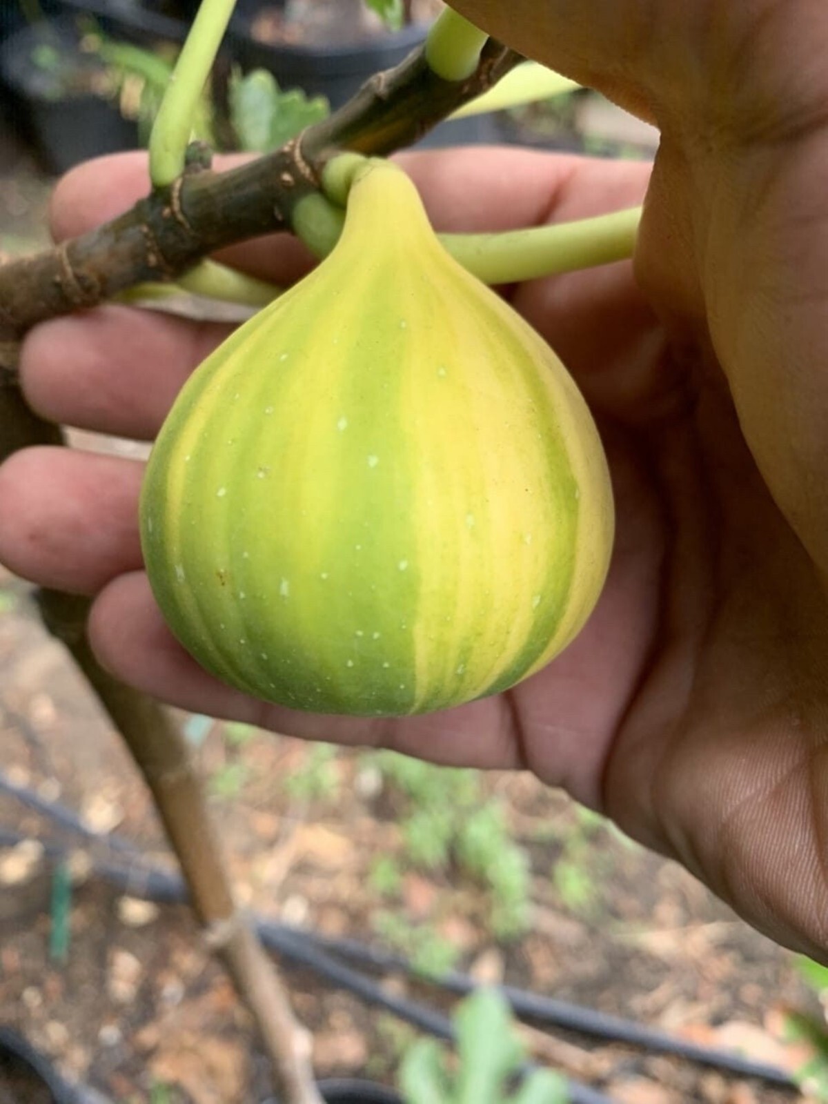 1 liter container Panache Tiger Fig Plant – Ficus carica variegated Sweet