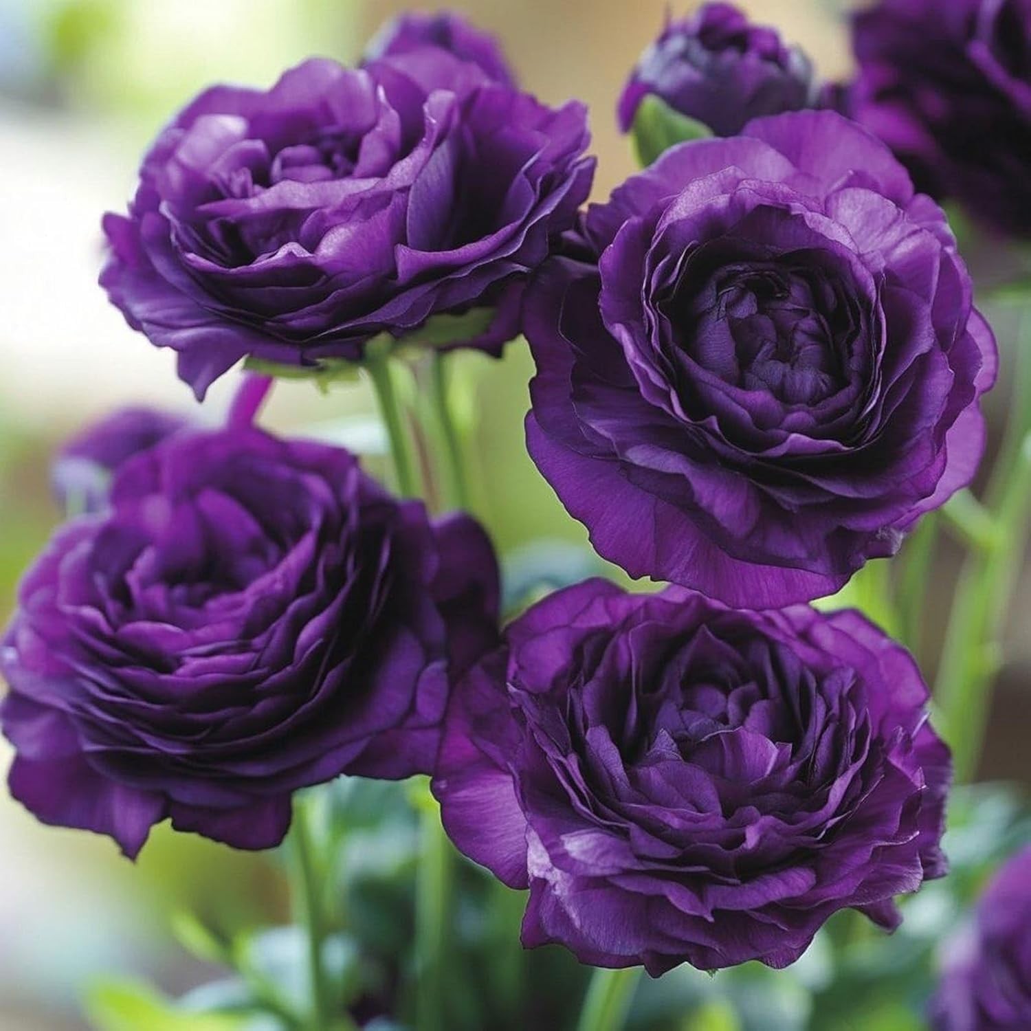 Enjoy 950+ Mixed Lisianthus Seeds – Heirloom Thornless Roses for Outdoor Beauty