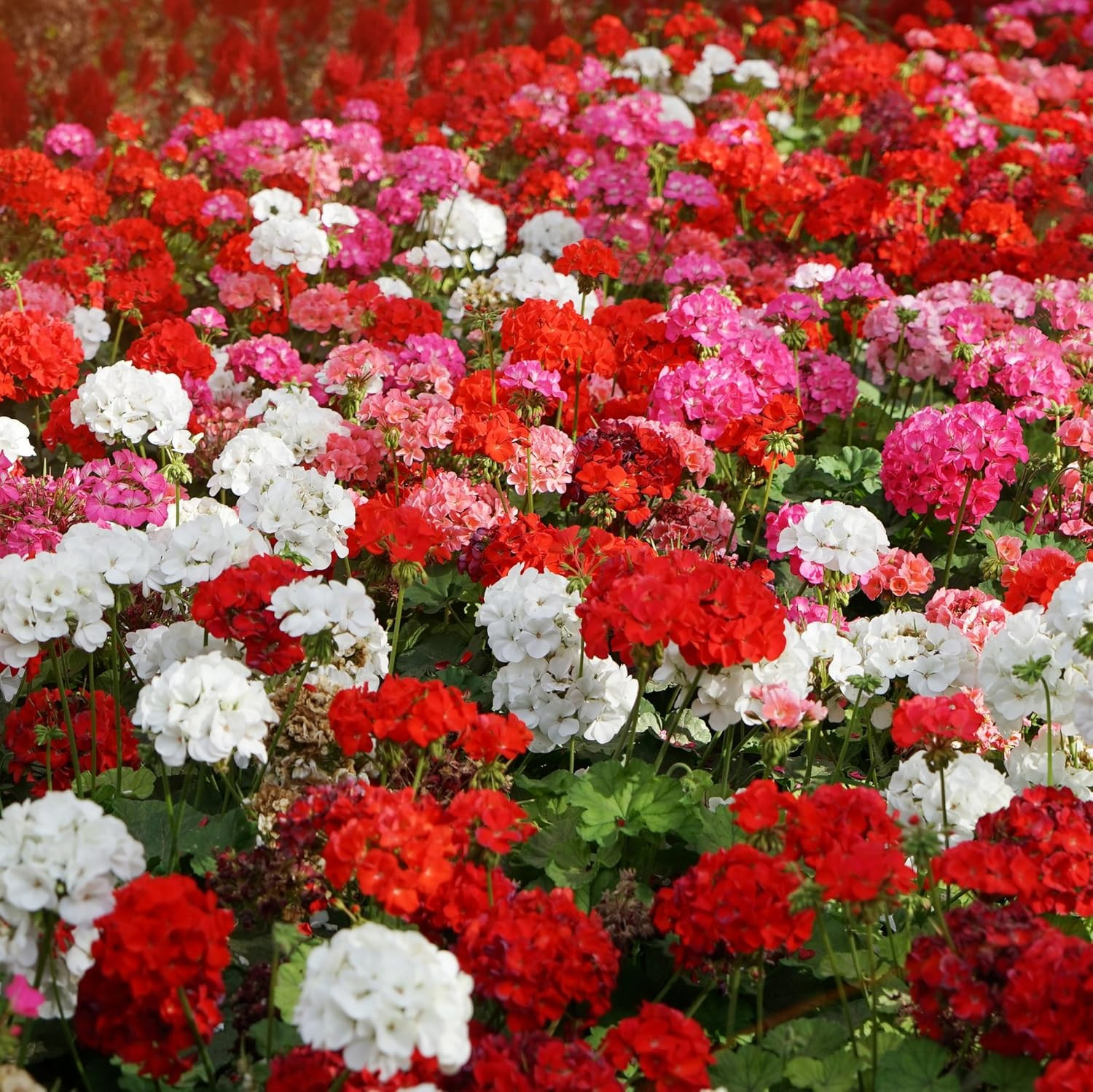 Mix Geranium Seeds for Planting – 100 Pcs Annual, Heat & Drought Tolerant Flower