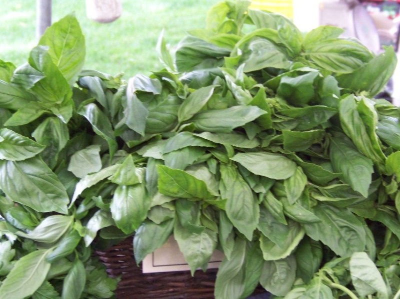 225 SEEDS – LICORICE BASIL – RARE SCENTED culinary herb GroCo USA