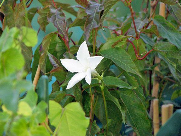 Mandevilla laxa | Chilean Jasmine | White Star | 5 Seeds