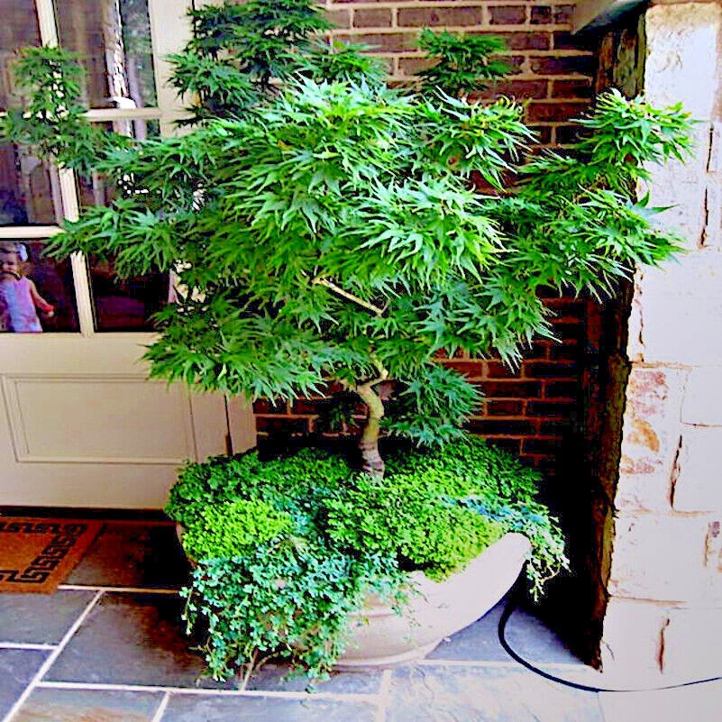 10 “DWARF” Japanese Maple Tree Seeds (Mikawa yatsubusa) UNIQUE Hemp Herb Bonsai