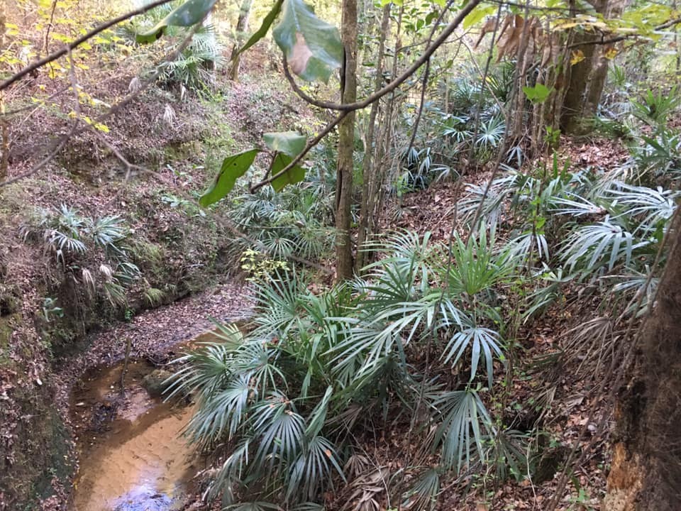 Rhapidophyllum hystrix Seeds – Needle Palm Seeds!