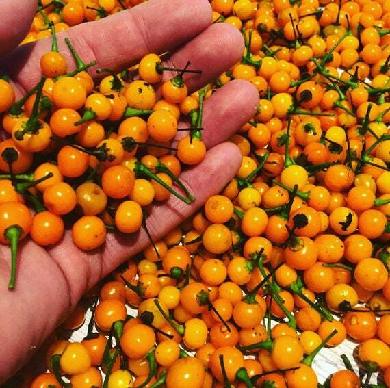B.B. Habanero Pepper Seeds – Comb. S/H See our store for over 1000 seeds