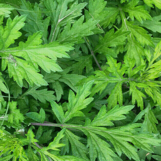 Korean Wormwood Seeds | Artemisia princeps Ssuk Japanese Mugwort Asian Seed 2024