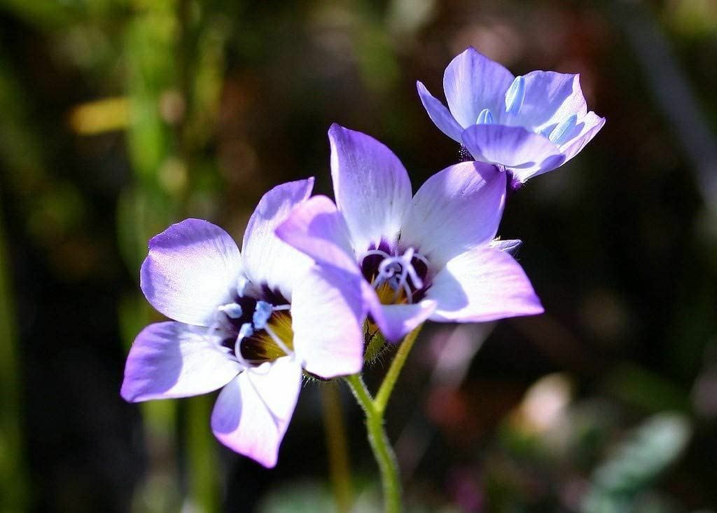 Birds Eye Tricolor Gilia Flower Seeds, “COOL BEANS N SPROUTS”