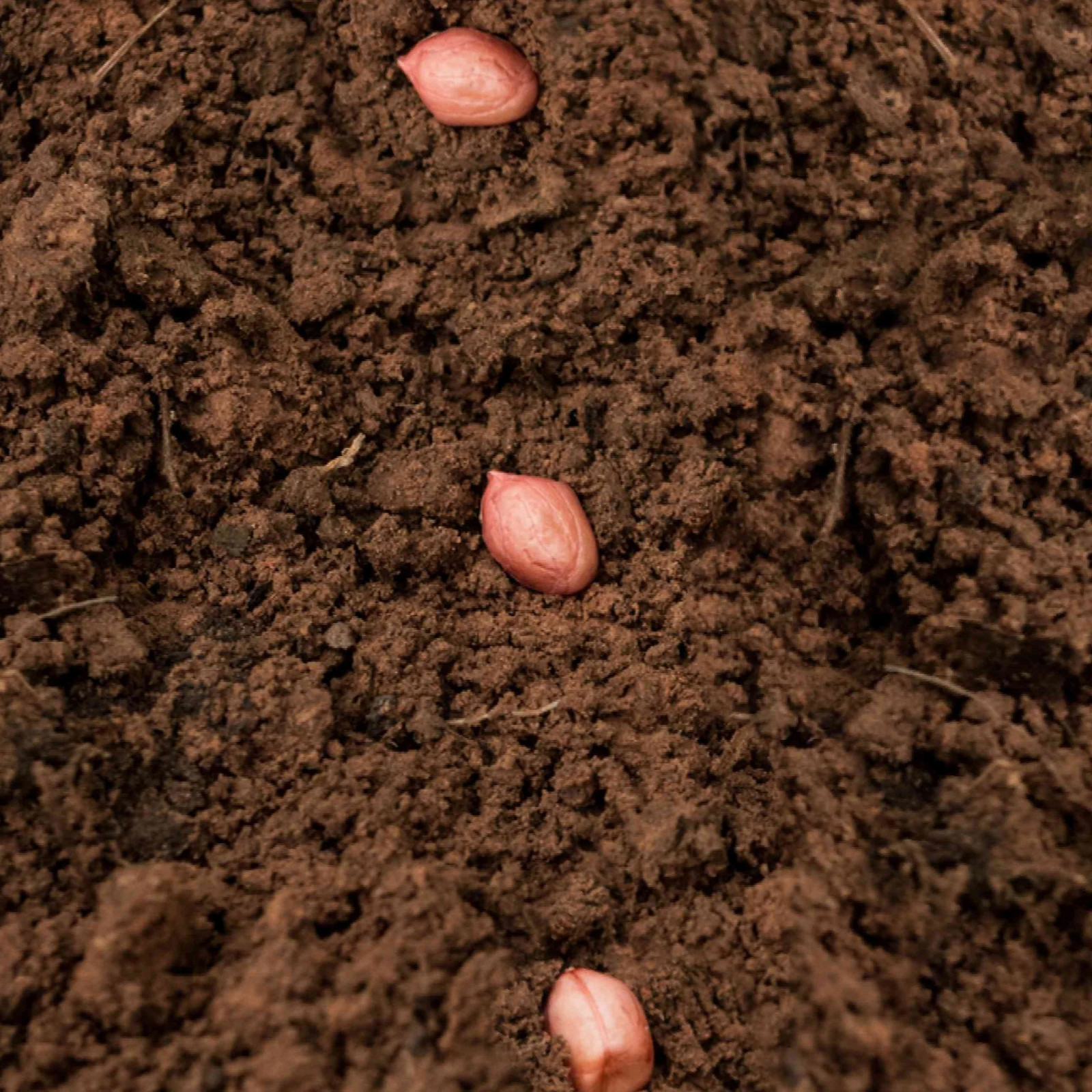 Jumbo Bailey Virginia Peanut Seeds | For Planting Top Producer Pea Nut Seed 2024