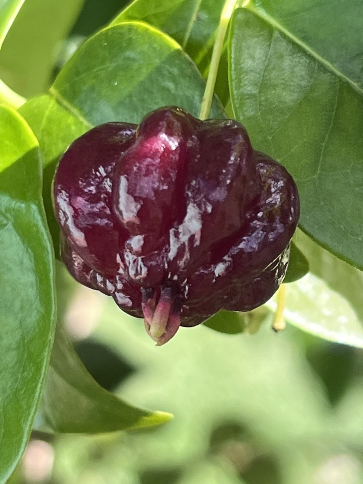 20 FRESH BLACK SURINAM CHERRY SEEDS – UNIFLORA – BEST SELLER!