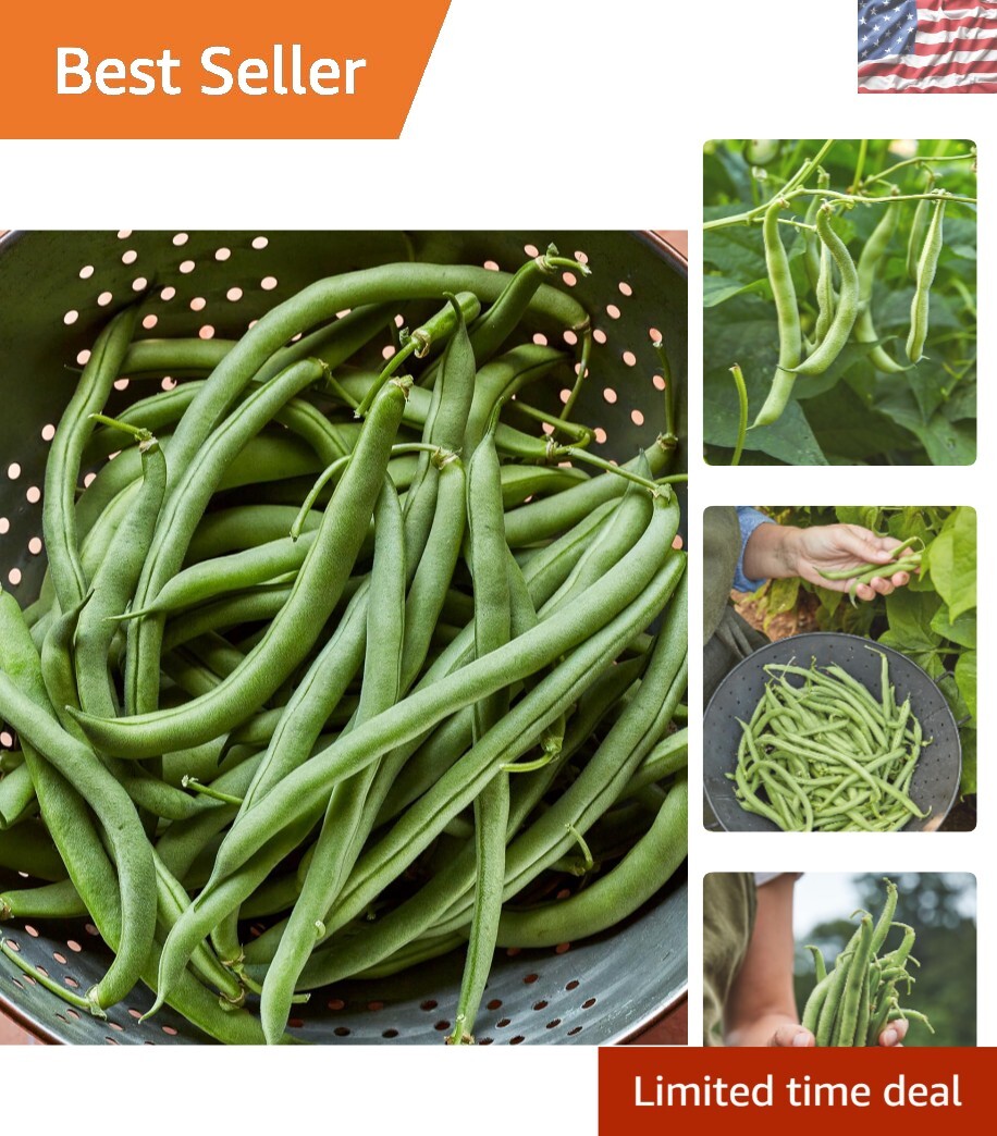 Blue Lake 274 Organic Heirloom Bush Bean Seeds – 8 Oz for Delicious Yields