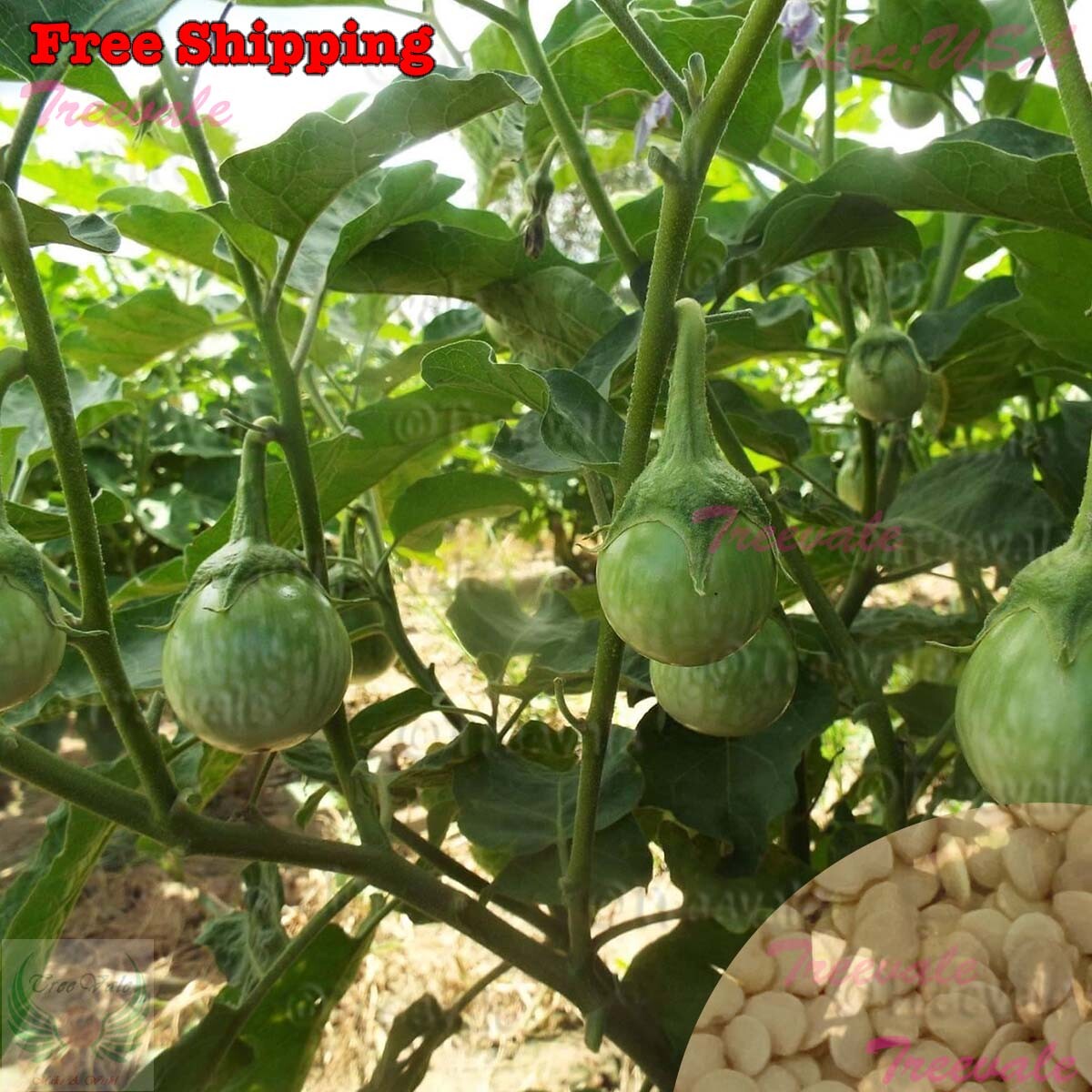 Eggplant Seeds | Green Thai Eggplant, Petch Siam Eggplant Seeds | NON-GMO