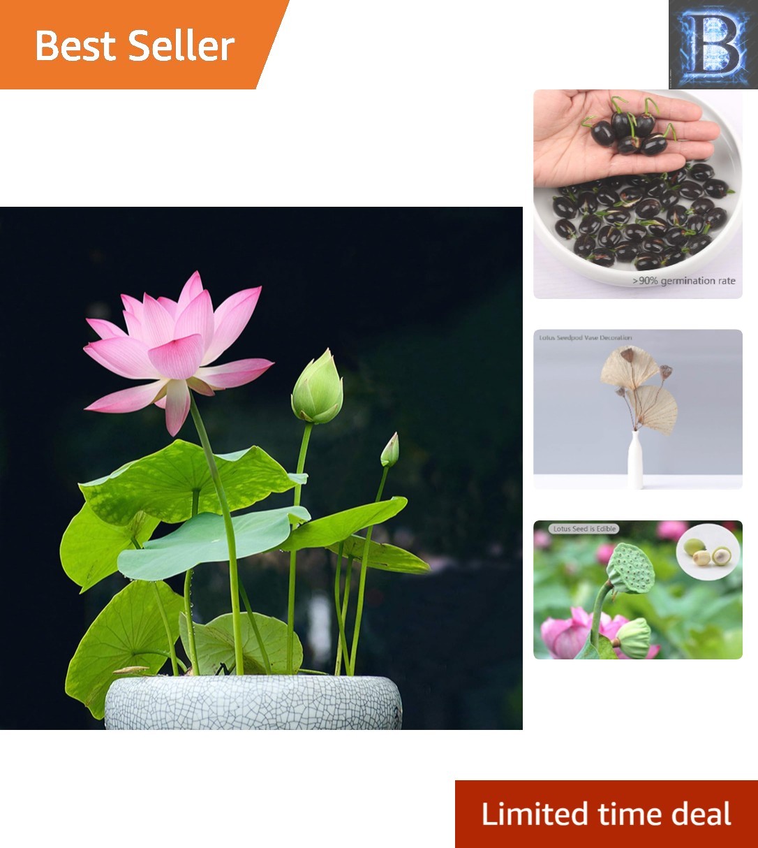 Aquatic Lotus Flower Seeds – Easy Planting for Gorgeous Goldfish Ponds