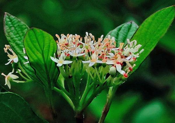 Cornus sericea ssp. sericea | Red Twig or Creek Dogwood | 5 Seeds