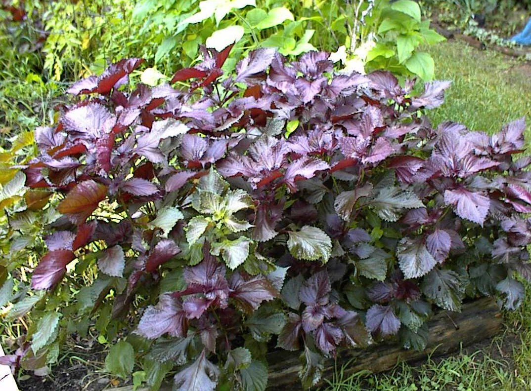 Purple Mint Perilla Plant (Beefsteak)Great Mint Over 500+ Seeds USA Home Grown