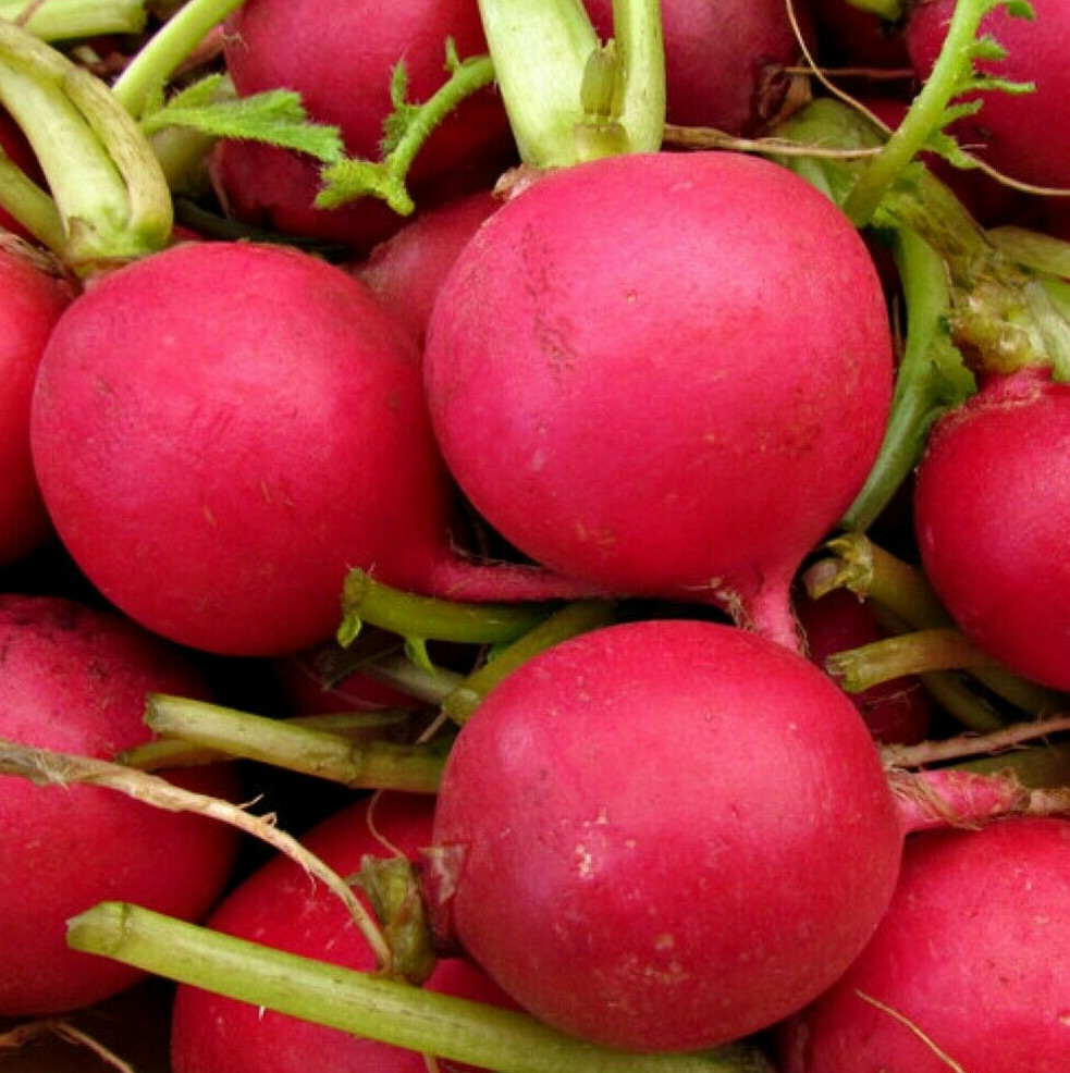 German Giant Radish Seeds | Red Globe Radishes Crimson Root Vegetable Seed 2024
