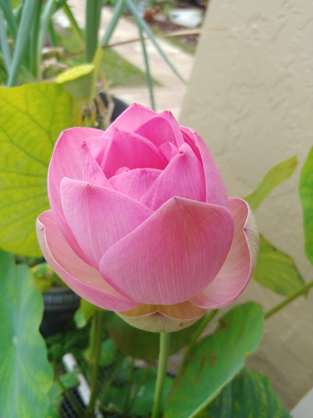 Organic Water Lily / Lotus Seeds