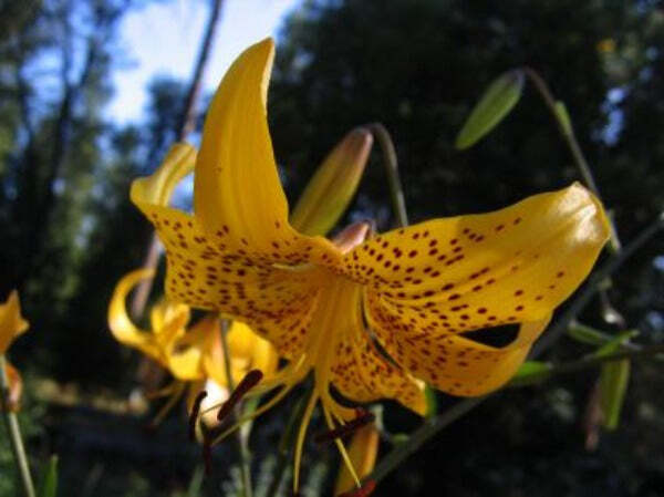 Lilium amabile var. luteum | 10 Seeds