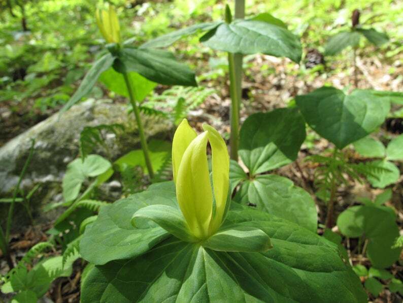 2 Wild Yellow Trillium, t.Luteum Woodland Native plant~Spring bulbs~Winter Hardy