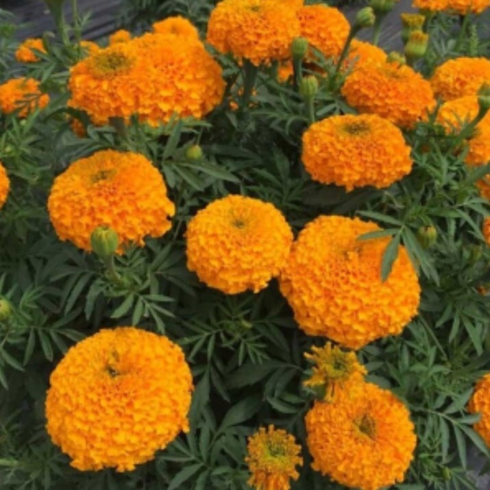75+ Giant Crackerjack Hawaii Marigold seeds