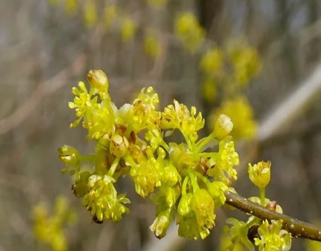 Free! Bogo! 30+ Organic NorthernSpicebush Native Butterfly Spring-Summer-Fall