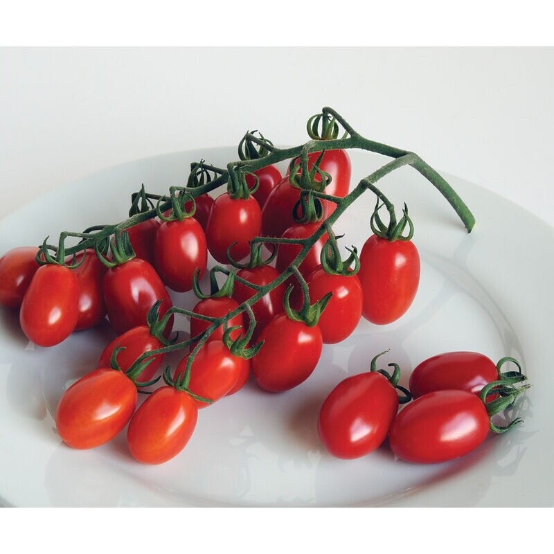 15 Organic Mini Pearl Grape Tomato Seeds, FREE SHIPPING
