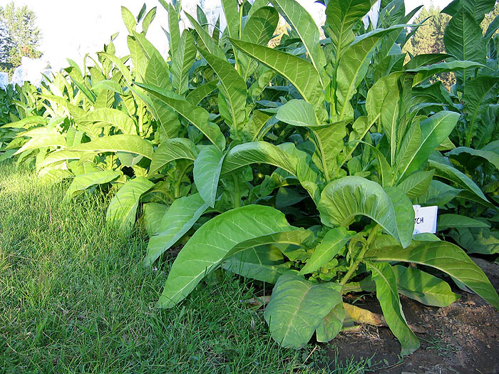 1000 Ohio Dutch Tobacco Seeds – Nicotiana tabacum – Cigar or Pipe Tobacco