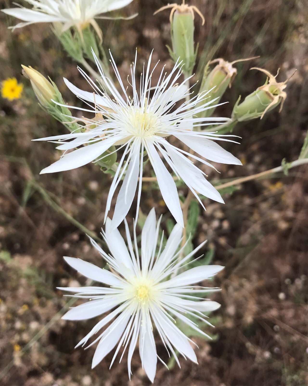Mentzelia nuda Seeds, Bractless Blazingstar, Native Widlflower Plant
