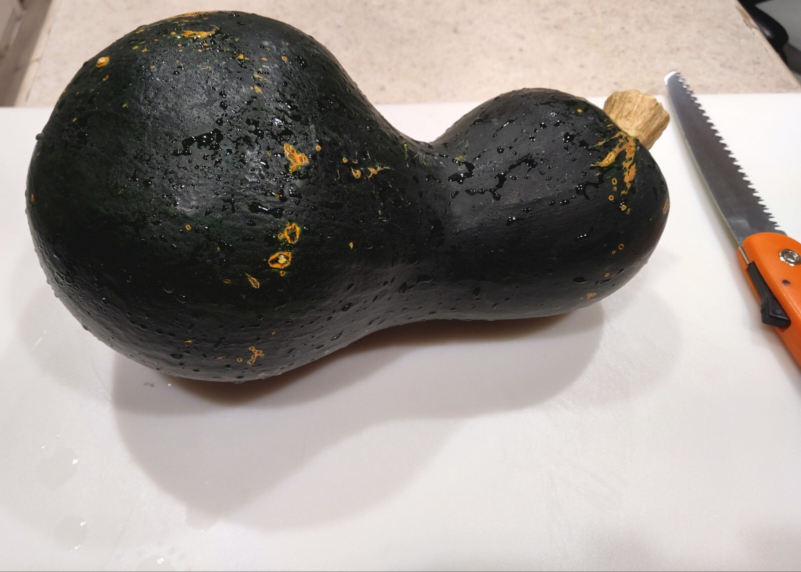 Organic Mexican Black Short Neck Squash 20 Seeds- Calabaza Mexicana, 20 Semillas