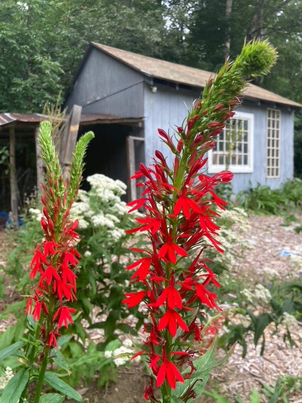 Cardinal Flower Seeds (Lobelia cardinalis) ~Native Wildflower Pollinator Garden