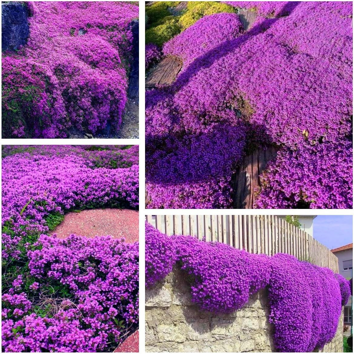 Creeping Thyme Seeds for Planting – 20000+ Magic Purple Creeping Thyme Seeds