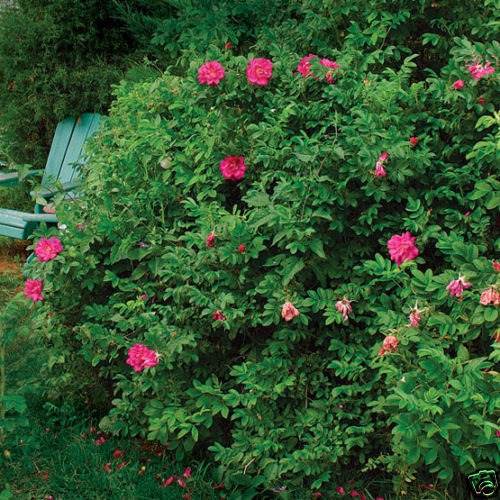 Pink Rugosa Rose, Rosa rugosa Pink, Shrub Seeds