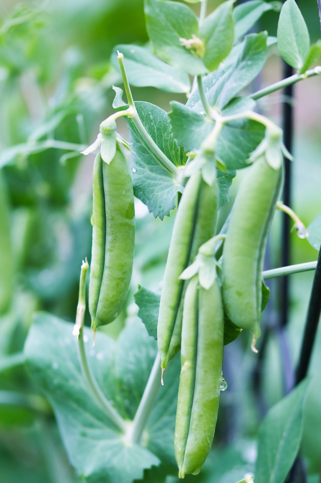 50 SUGAR ANN PEA Stringless Sweet Green Snap Pisum Sativum Vegetable Seeds