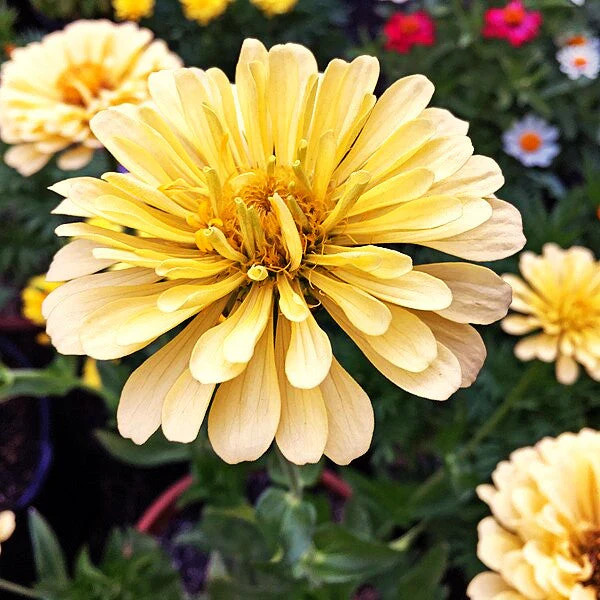 Isabellina Baby Yellow Zinnia Seeds – For 2025 Planting Lemon Queen Bright Sunny