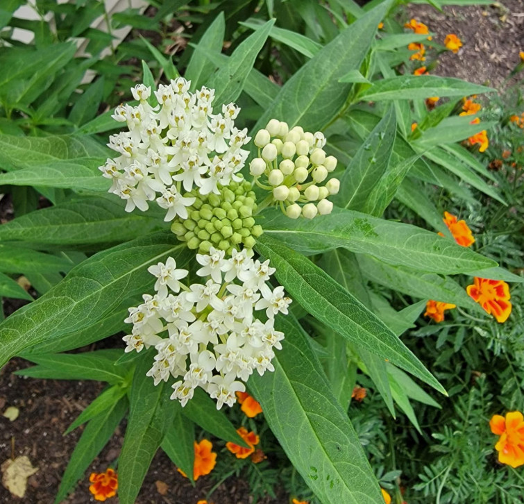 Set 2 White Milkweed Starter Plants – 4-8″ Tall – Monarch Butterfly Attracting