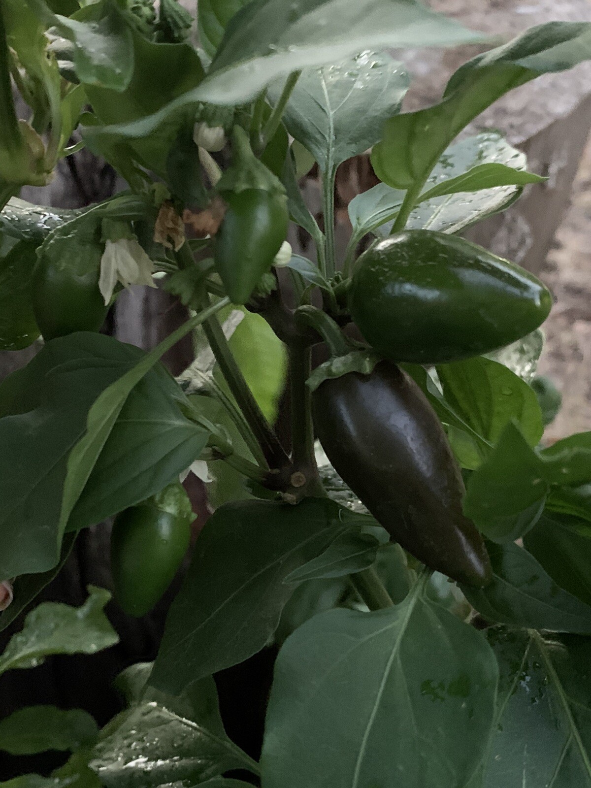 25 Texas Jalapeno Pepper 🌶 Seeds Homegrown Vegetable Garden Fruit USA Organic