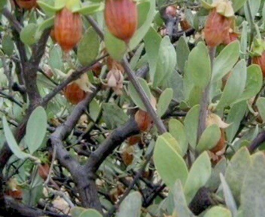 Arizona, Jojoba Tree Seeds , lot of 30 pcs