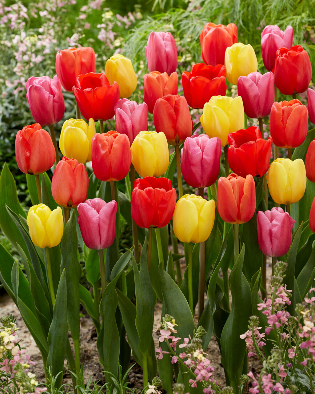 Darwin Hybrid Tulip Mix Large Blooms on Tall Stems 5 Bulbs 12+ cm