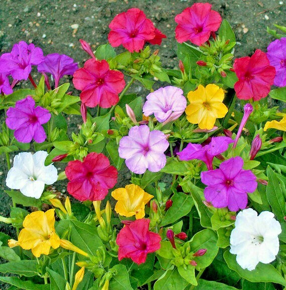 40+FOUR O CLOCK MIX Seed Wildflower Pollinators Fragrant Night Blooms Perennial