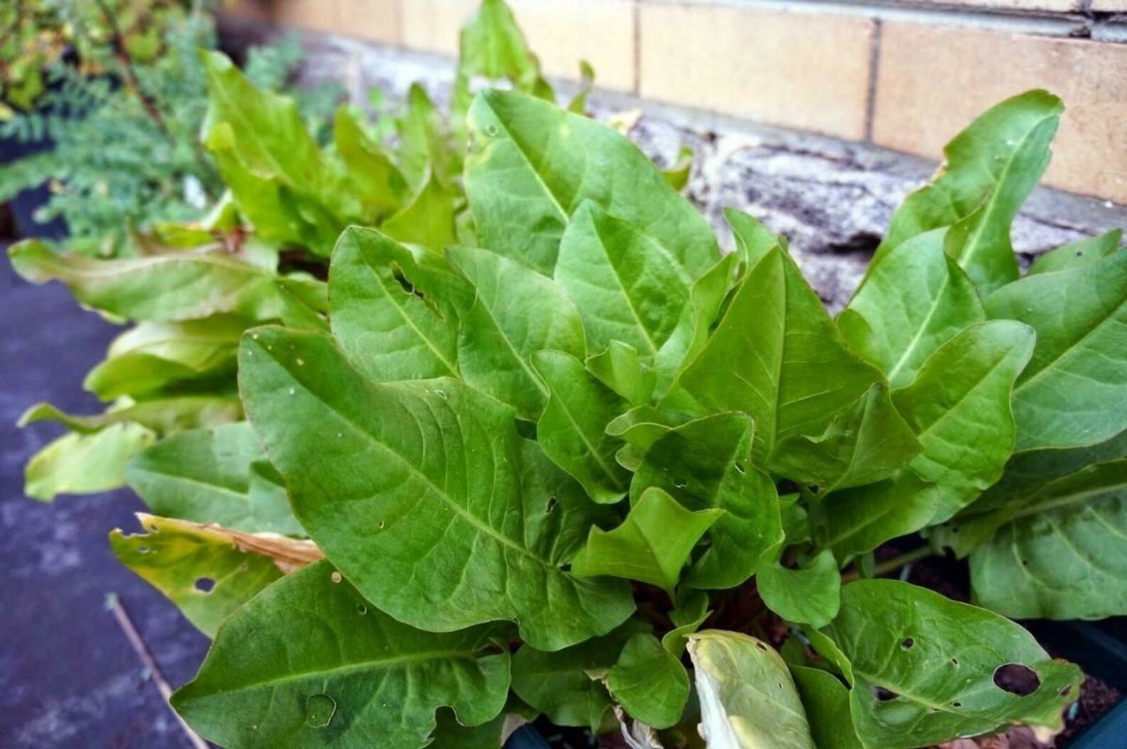 Sorrel 3500+Seeds Vegetable Herb Plant Roselle Sour Asian Rau Chua Banh Xeo