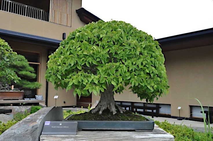 10 Japanese Grey Bark Elm (Zelkova serrata) Tree Seeds Bonsai Very FAST Growing!