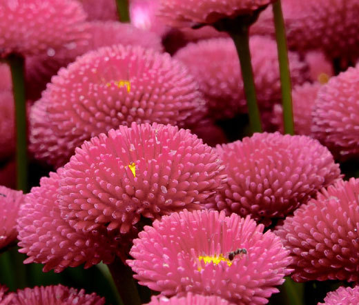ENGLISH DAISY ROSE Bellis Perennis Super Enorma – 100 Seeds
