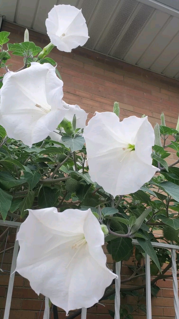 140÷150 Seeds. Datura Stramonium, Jimson Weed, Thorn Apple, Devil’s Trumpet