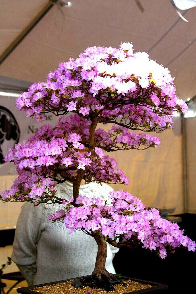 JAPANESE SAKURA CHERRY BLOSSOM TREE SEEDS (Prunus sargentii) Hardy Flower Plant