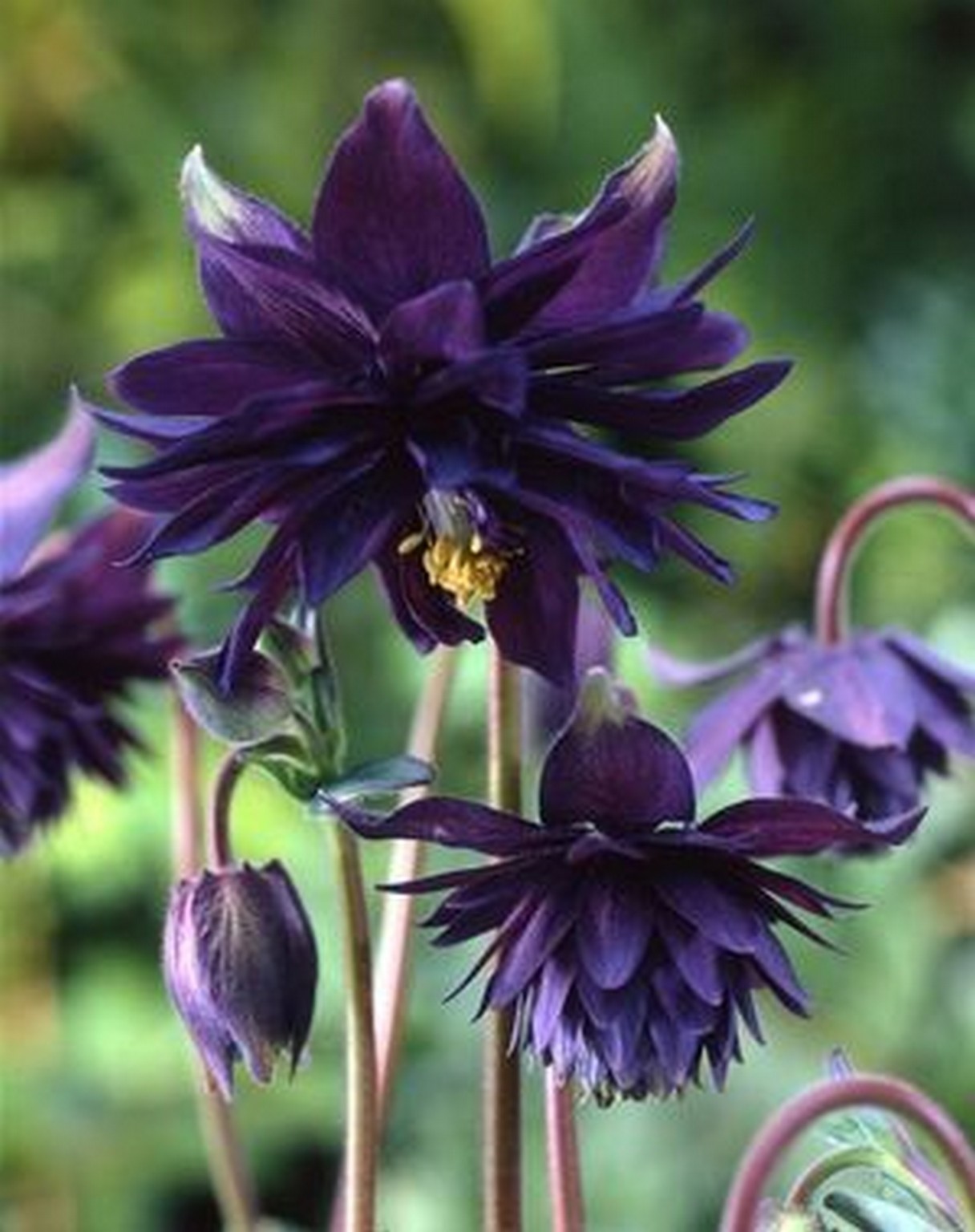 Columbine Black Barlow – 8 Seeds – Gothic – Attracts hummingbirds -.Aquilegia vu