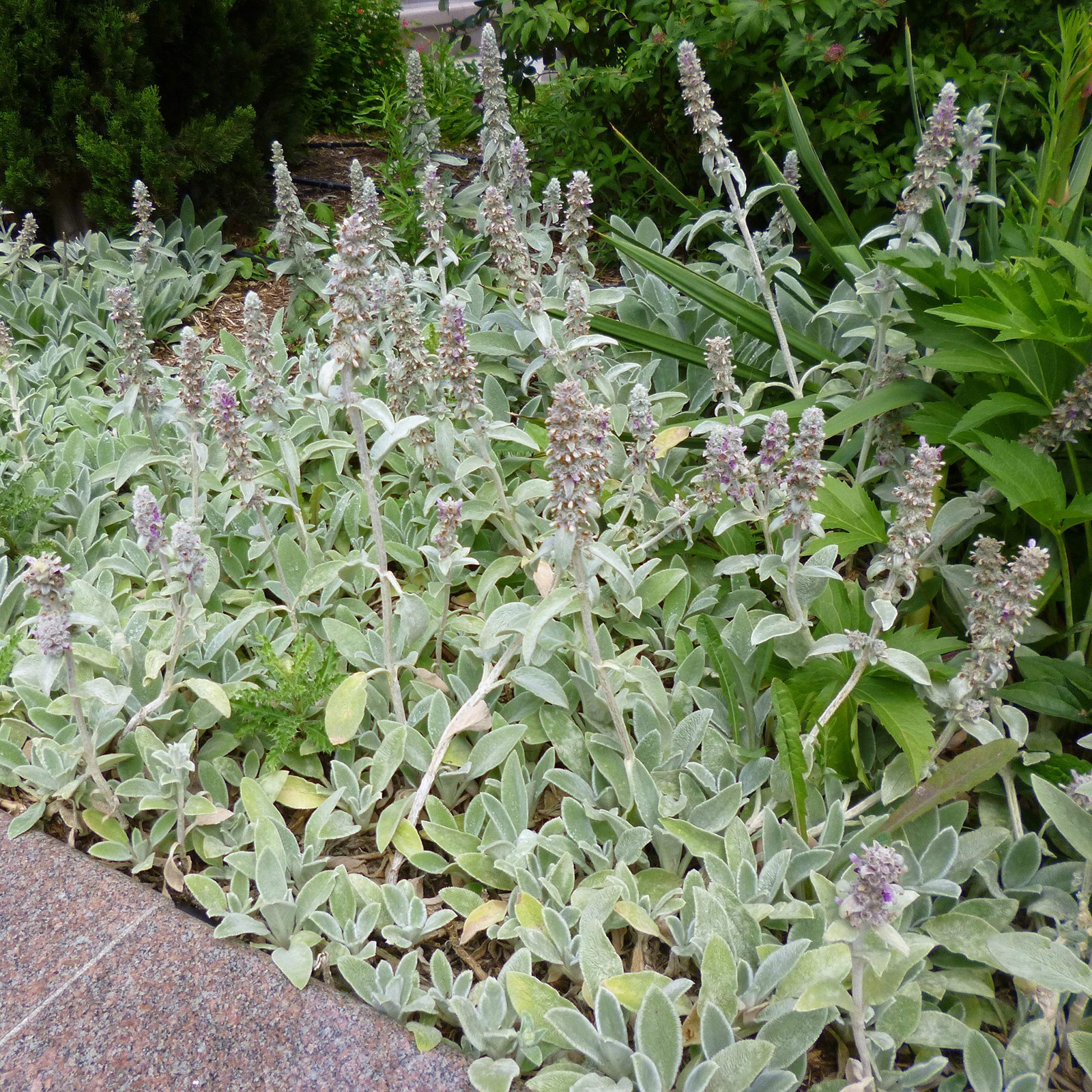 Lamb’s Ear Seeds – 1000 Pcs Perennial Flower Seeds for Ground Cover &