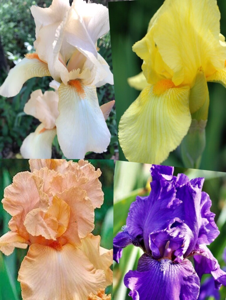 *Check Allowed States* 4 Live Mixed Tall Bearded Iris Bulbs Plants Rhizomes