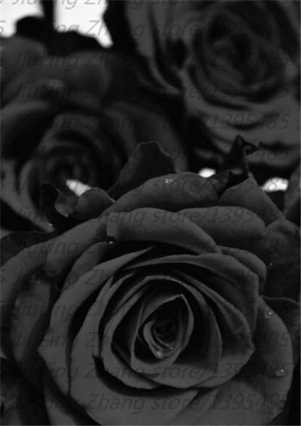 20 SEEDS for Black RARE style dark Rose flower bud bush exotic plant USA Seller
