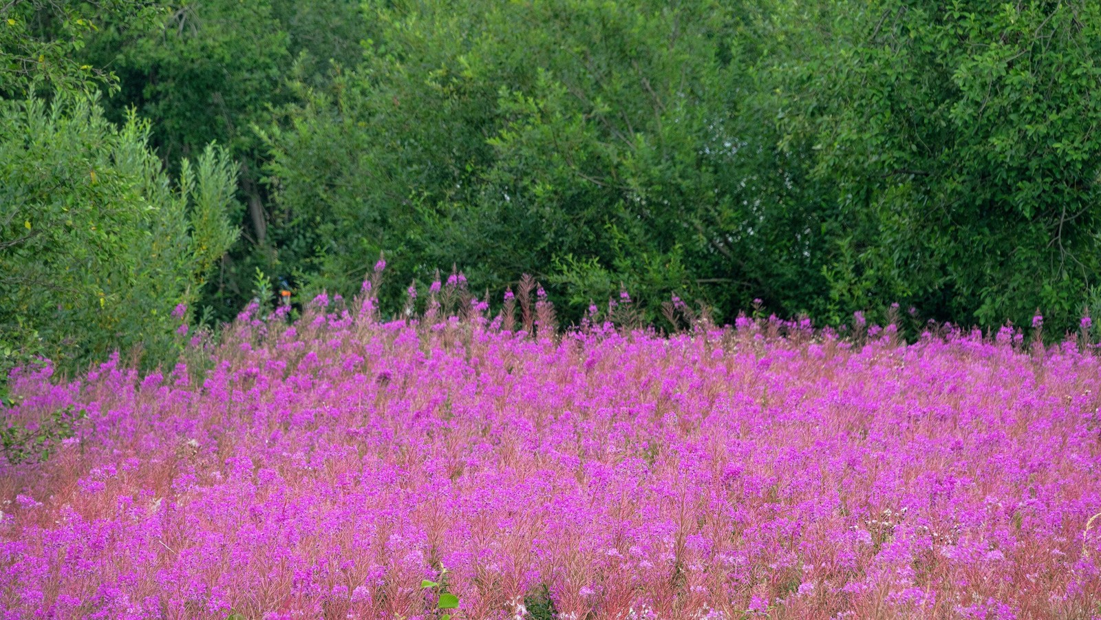 300 FIREWEED / ROSEBAY (Great Willowherb) Epilobium Angustifolium Flower Seeds