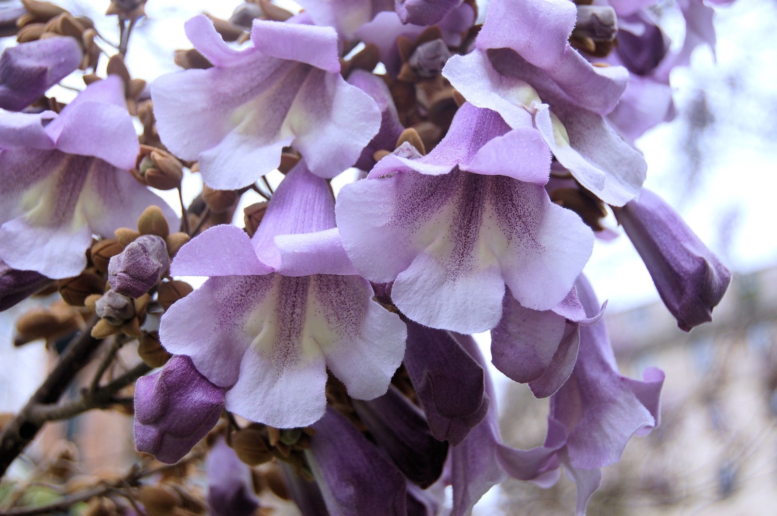 10 Seeds Paulownia tomentosa Empress Tree Tropical ornamental Seed Pack